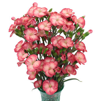 Pink Nectar Solomio Flowers