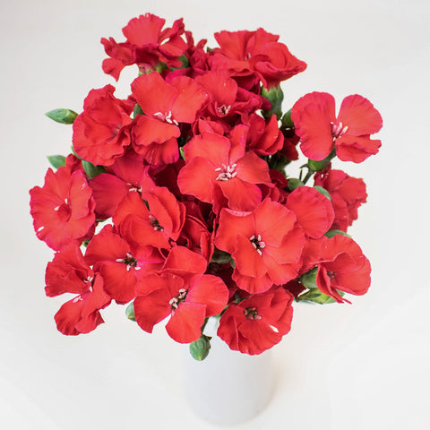 Red Solomio Wholesale Flowers In a Vase