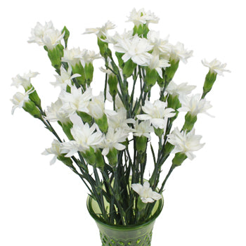Bridal White Star Dianthus Flowers