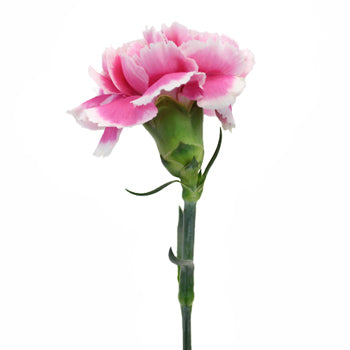 Soraya Pink Carnations side stem