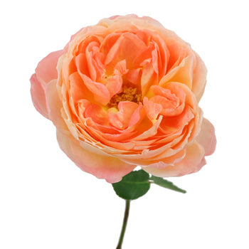 Southern Comfort Peach Garden Rose Stem