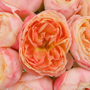 Southern Comfort Peach Garden Roses up close