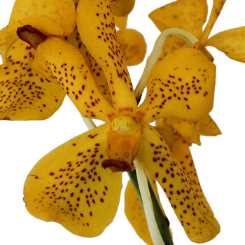 Speckled Sunrise Mokara Orchids