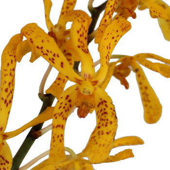 Speckled Sunset Mokara Orchid