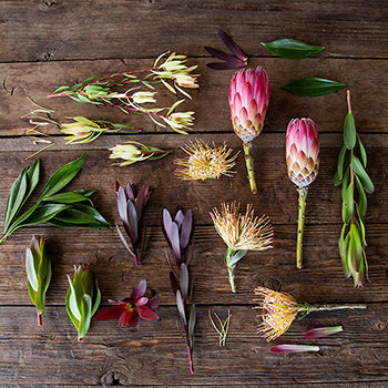 Spider Red Tropical DIY Flower Kit Up Close