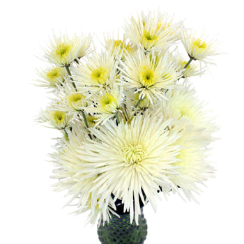 Wicked White Wedding Flower Pack