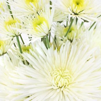 Wicked White Wedding Flower Pack