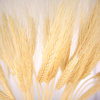 Dried wheat grass bulk flowers