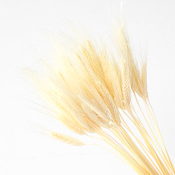 Dried wheat grass wholesale flowers