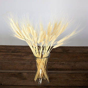 Dried Bleached Wheat Grass