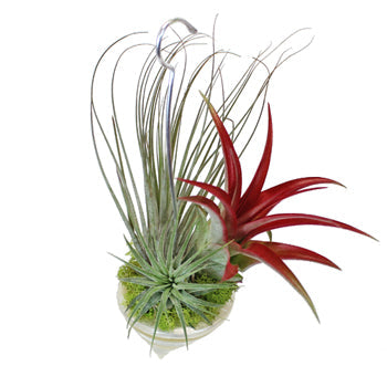 Shell Air Plant Garden Gift