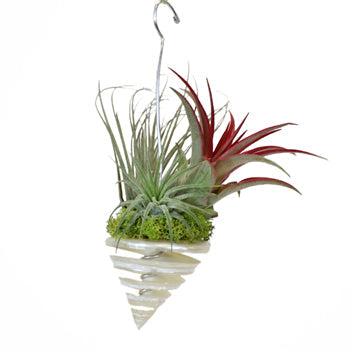 Shell Air Plant Garden Gift