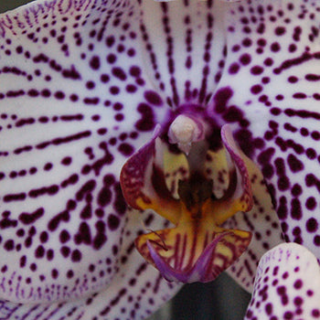 Spotted Tropical Purple Flower Orchid