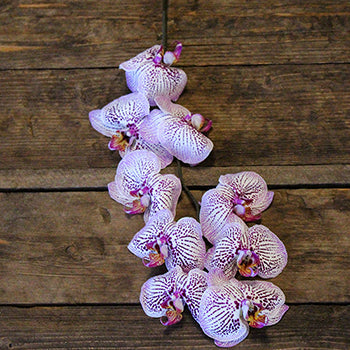 Spotted Tropical Purple Flower Orchid