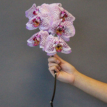 Spotted Tropical Purple Flower Orchid