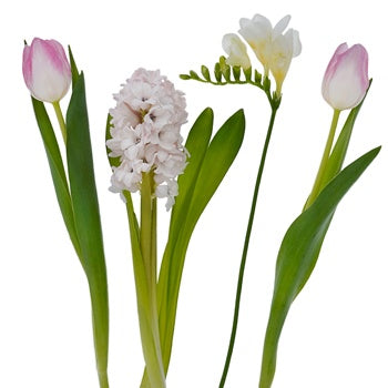 Spring Bulbs Blush Pink DIY Flower Kit Flatlay