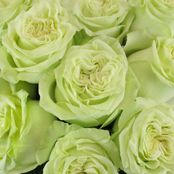 Spring Green Bulk Roses Up Close