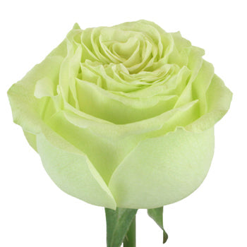 Spring Green Bulk Rose Stem