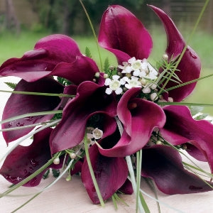 Standard and Mini Calla Lily DIY Flower Kit Bunch