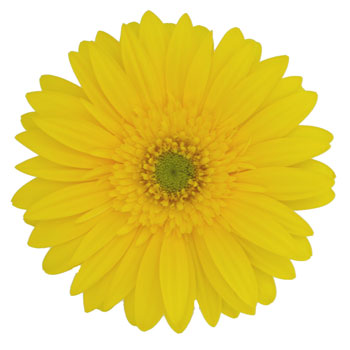Gerbera Daisy Yellow Standard Wholesale Flower Up close