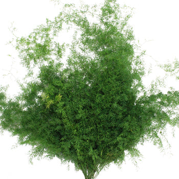 Wholesale greenery star asparagus fern fresh cut greens sold as bulk