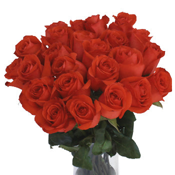 Star 2000 Orange Rose