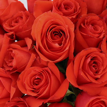 Star 2000 Orange Rose