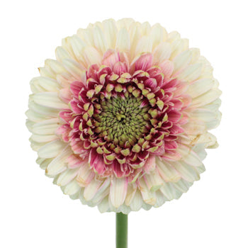 Rosy Cheeks Gerrondo Gerbera Daisies