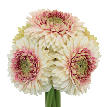 Rosy Cheeks Gerrondo Gerbera Daisies