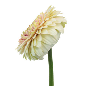Rosy Cheeks Gerrondo Gerbera Daisies