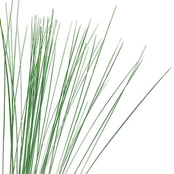 Fresh cut greens steel grass greenery for sale near me as delivery