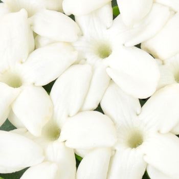 Bulk Stephanotis White Flower