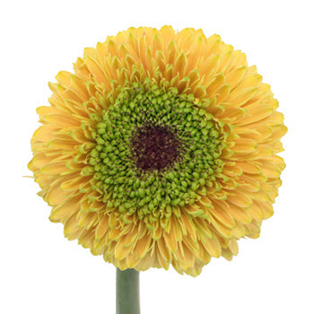 Misty Apricot Gerrondo Gerbera Daisies