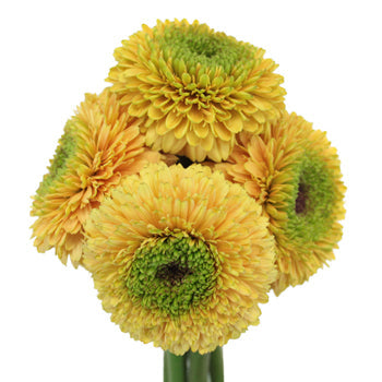 Misty Apricot Gerrondo Gerbera Daisies
