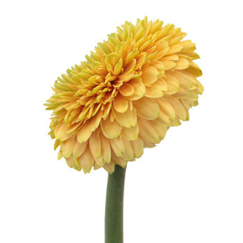 Misty Apricot Gerrondo Gerbera Daisies
