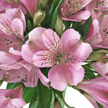 Stratus Pinky Lavender Alstroemeria Wholesale Flower Up close
