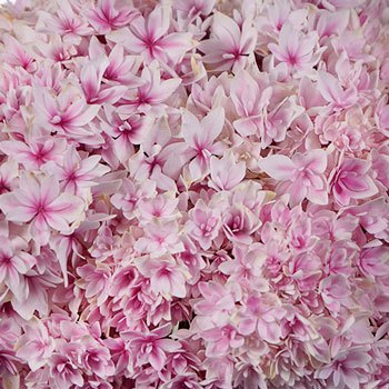 Strawberry Blush Hydrangea Wholesale Flower Up close