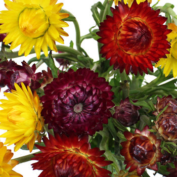 Assorted Bulk Fresh Cut Straw Flower