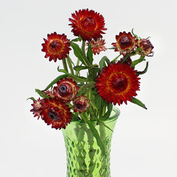 Wholesale Burgundy Red Straw Flower