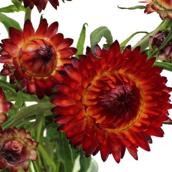 Wholesale Burgundy Red Straw Flower