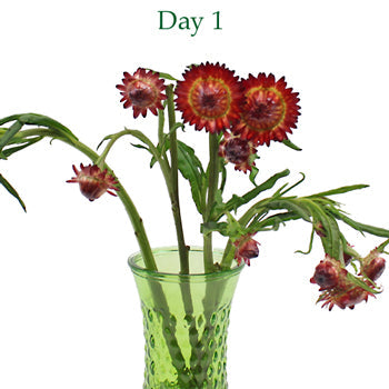 Wholesale Burgundy Red Straw Flower
