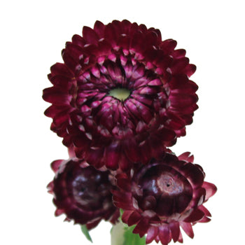 Bulk Purpleberry Fresh Cut Straw Flower