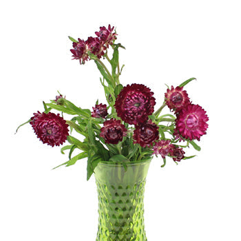 Bulk Purpleberry Fresh Cut Straw Flower