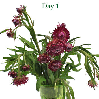 Bulk Purpleberry Fresh Cut Straw Flower