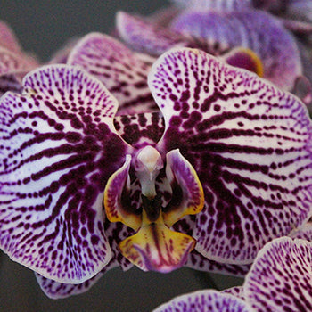 Tiger Striped Purple Orchids