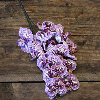 Tiger Striped Purple Orchids