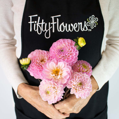 Sugar Plum Dahlia Flower Bunch in Hand