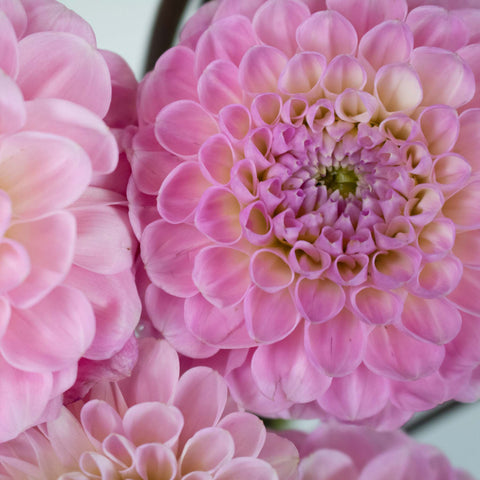 Sugar Plum Dahlia Flower Up Close