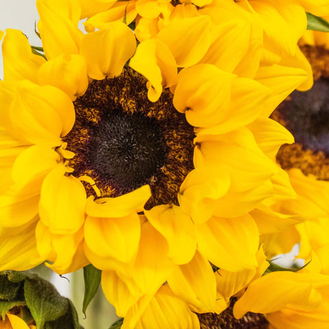 Sunflower Yellow Wholesale Flower Up Close