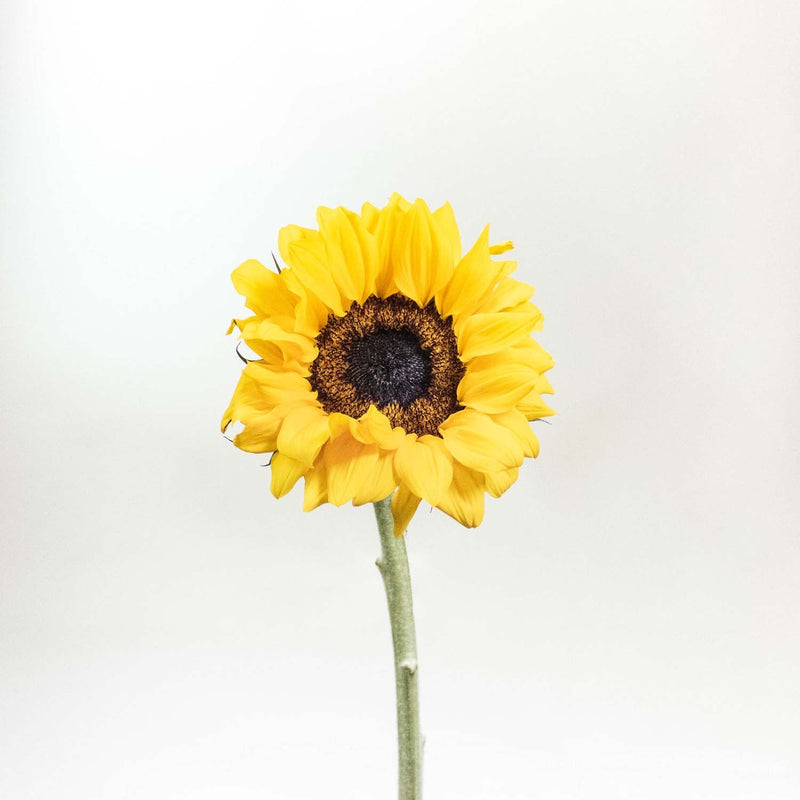 Sunflower Yellow Wholesale Flower Stem